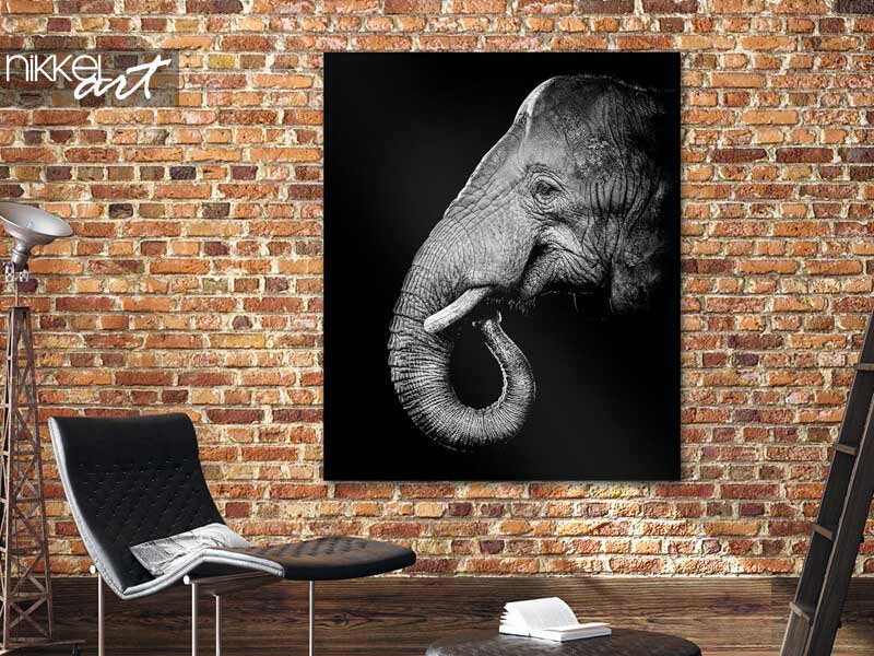 Brushed aluminium prints African bush elephant