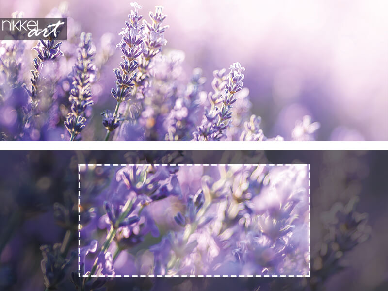 Close-up view of Lavender in Provence