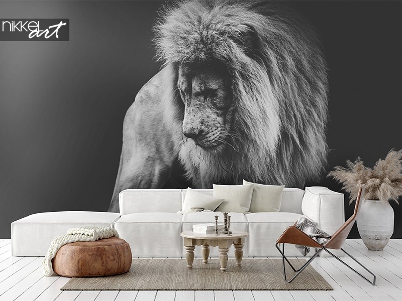 African lion on Photo wall murals Living room